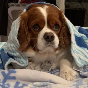 Meet your Posher, Lauren